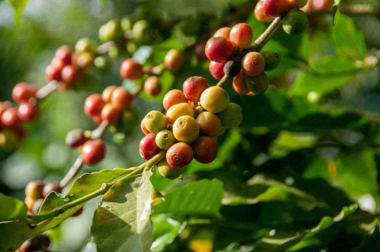 coffee-plantation-1024x680